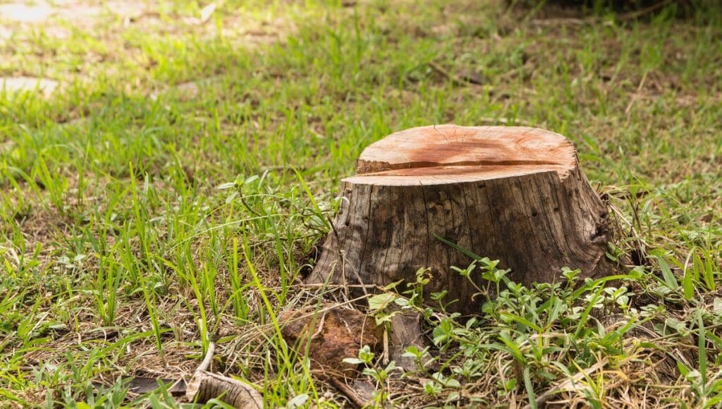Old tree stump in park