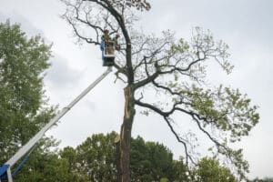 Worker inspects trees