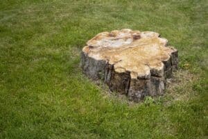 tree stump with grass lawn