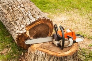 chainsaw on the felled tree