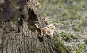 dying tree trunk